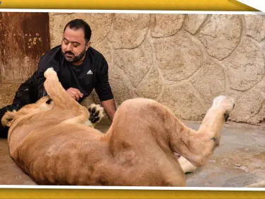 لسبب لن تتوقعه.. سوري يحول منزله إلى حديقة للحيوانات الكاسرة والنادرة (فيديو) - وكالة ستيب نيوز