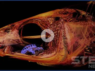 بالفيديو والصور|| العلماء مذهولون من حيوان "مصاص الدماء" يبتلع اللسان ويحل محله - وكالة ستيب نيوز