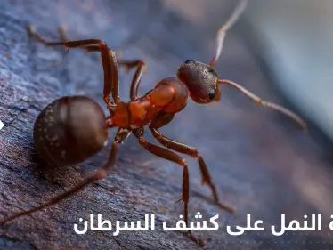 قدرة النمل على كشف أورام السرطان.. دراسة جديدة تكشف التفاصيل - وكالة ستيب نيوز