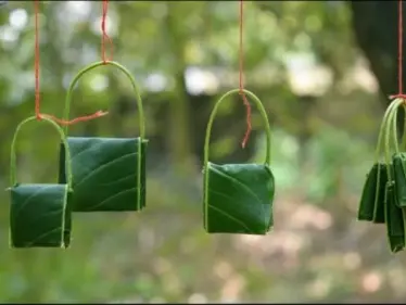 لـ زيادة الخصوبة وعلاج السكري والسرطان والسمنة.. 10 فوائد لأوراق المانجو ستصدمك - وكالة ستيب نيوز