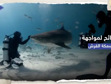 كيف تتصرف حال هاجمك قرش مفترس.. 7 نصائح منها 