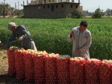 بعد البيض والدجاج.. أزمة بصل "عابرة للحدود" ومصر قد تستفيد - وكالة ستيب نيوز