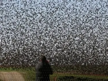 بالفيديو|| "إنذار لكارثة".. أسراب من الطيور تدخل مدينة بالمكسيك في ظاهرة "نادرة" - وكالة ستيب نيوز