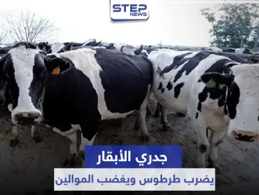 شاهد|| جدري الأبقار يضرب طرطوس.. وتعويضات لا تعادل ثمن كيلو لحم تثير غضب الموالين - وكالة ستيب نيوز