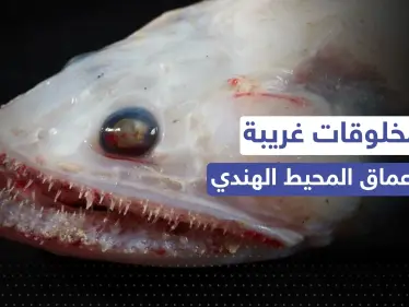 مخلوقات غريبة قرب براكين في أعماق المحيط الهندي.. اكتشاف مذهل في عالم البحار - وكالة ستيب نيوز