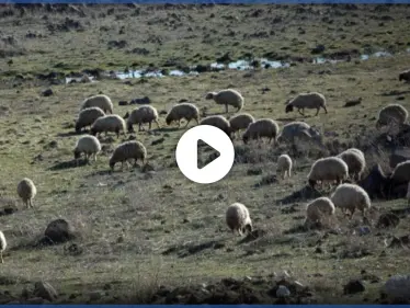 الثروة الحيوانية بمناطق "قسد" بخطر.. وسط فقدان أعدادها وارتفاع أسعار لحومها -فيديو - وكالة ستيب نيوز