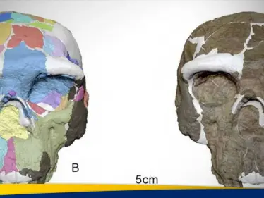 جمجمة عمرها مليون سنة.. مفاجأة تغير نظرتنا لتاريخ الإنسان - وكالة ستيب نيوز