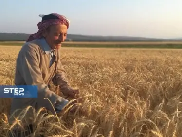 بالصور.. بدء موسم حصاد محصول القمح غرب حلب.. بين ضعف الانتاج وارتفاع التكاليف - وكالة ستيب نيوز