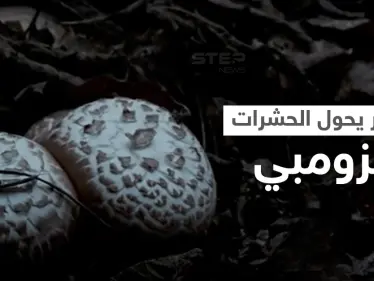 شاهد|| حقيقة مرعبة.. ظاهرة الزومبي مستوحاة من الطبيعة واكتشاف فطر قاتل يهاجم دماغ الحشرات ويحولها إلى زومبي (فيديو) - وكالة ستيب نيوز