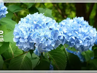 إليكم أفضل 5 أنواع من نباتات الظل ...وأصنافها المتنوعة - وكالة ستيب نيوز