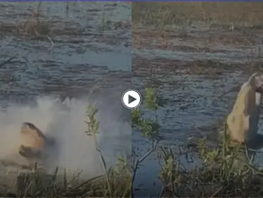 شاهد|| لحظة افتراس تمساح جائع لطائرة درون وانفجارها داخل فمه - وكالة ستيب نيوز