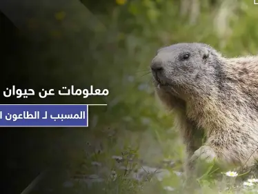 5 معلومات عن حيوان المرموط المسبب لـ الطاعون الدبلي "الموت الأسود" - وكالة ستيب نيوز