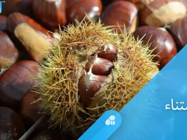 أضرار الكستناء التي تستدعي الحذر وخاصة لمرضى السكري وأمراض الكلى - وكالة ستيب نيوز