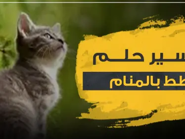 تفسير حلم القطط بالمنام بأكثر من رواية وحسب عدة مواضع - وكالة ستيب نيوز