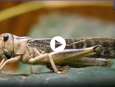 شاهد بالفيديو|| شاب سوري يلتهم طبقاً من الجراد بشراهة ودهشة المتابعين مما فعله - وكالة ستيب نيوز