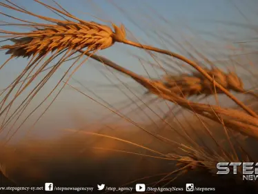 مئات الفلاحين يباشرون بزراعة القمح غرب حلب، ومنظمات تنمويّة تدعم مشاريعهم - وكالة ستيب نيوز