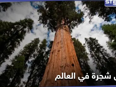 مغامران يكتشفان أطول شجرة في العالم بمحض الصدفة ومصادر تكشف أهميتها - وكالة ستيب نيوز