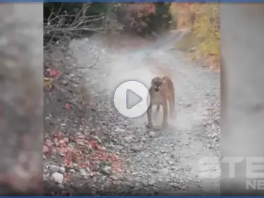 بالفيديو|| 6 دقائق مرعبة مع لبؤة.. رجل يوثق أصعب مطاردة قد يعيشها الإنسان    - وكالة ستيب نيوز