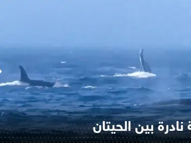 "مشاهد لا تصدق".. معركة نادرة بين نوعين من الحيتان تخللها صفعات وصراخ - وكالة ستيب نيوز
