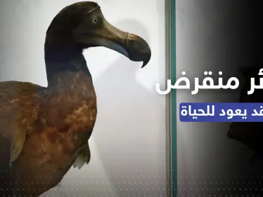 طائر منقرض منذ قرون.. طريقة علمية ثورية قد تُعيده إلى الحياة - وكالة ستيب نيوز