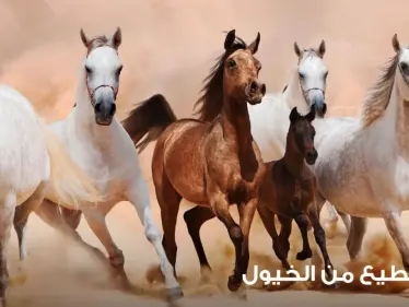 رؤية قطيع الخيول في المنام ودلالة ألوانها وأماكنها عند المعبرين - وكالة ستيب نيوز
