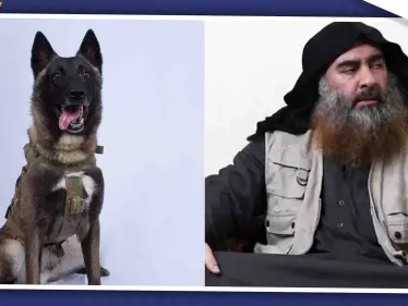 شاهد صورة الكلب الذي شارك في عملية اغتيال البغدادي (صورة) - وكالة ستيب نيوز