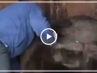 مصارع روسي يتدرب في سجنه مع الدببة (فيديو) - وكالة ستيب نيوز