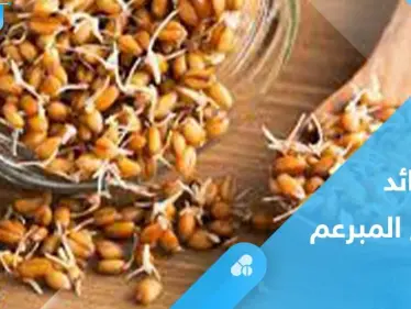 القمح المبرعم.. فوائد كثيرة وقيمة غذائية عالية - وكالة ستيب نيوز