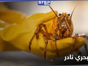 عن طريق الصدفة... صياد أمريكي يحظى بـ كائن بحري نادر بلون "غريب" - وكالة ستيب نيوز