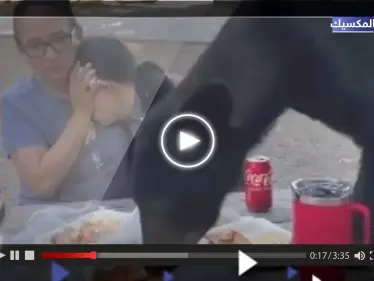 شاهد|| لحظات تحبس الأنفاس.. أم تحمي طفلها من دب "جائع" قفز على طاولتهما - وكالة ستيب نيوز