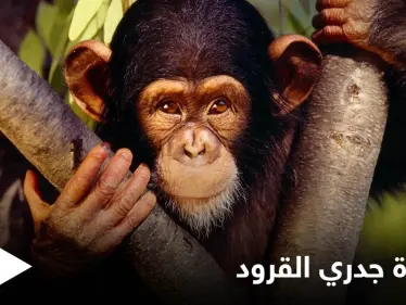 البحث عن 200 شخص في أمريكا خوفاً من إصابتهم بمرض جدري القرود ومصادر تكشف خطورته - وكالة ستيب نيوز