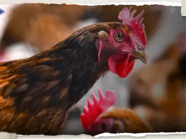 لأول مرة.. رصد انفلونزا الطيور شديدة العدوى في البرازيل - وكالة ستيب نيوز