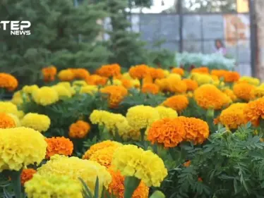 صعوبات تواجه أصحاب المشاتل في تسويق الورود و الأشجار بمدينة الباب في ريف حلب - وكالة ستيب نيوز