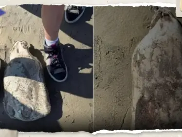 شاهد|| كأنه "فضائي".. زوجان يعثران على "كائن غريب" على شواطئ أستراليا - وكالة ستيب نيوز