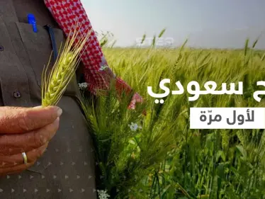 قمح الديورم السعودي.. المملكة ستنتج كميات كافية للإنتاج المحلي لأول مرّة - وكالة ستيب نيوز