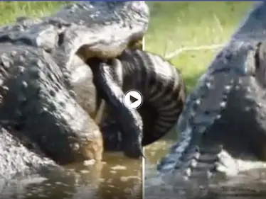 بالفيديو|| عدسة الكاميرا تلتقط لحظة التهام تمساح ضخم "ديناصور" لتمساح آخر وقضمه بقوة - وكالة ستيب نيوز