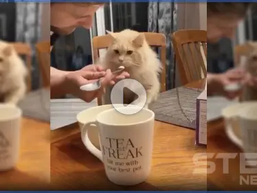 بالفيديو|| موقف لطيف.. قطة تتذوق "الآيس كريم" لأول مرة بحياتها وترد بطريقة مدهشة - وكالة ستيب نيوز