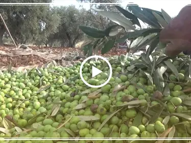 عدسة ستيب ترصد بدء موسم قطاف الزيتون في إدلب وسط صعوبات كبيرة يواجهها المزارعون هذا العام - وكالة ستيب نيوز