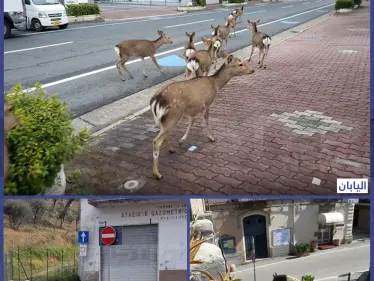 الحيوانات تغزو المدن بعد عزل الناس أنفسهم بالمنازل إثر جائحة كورونا - وكالة ستيب نيوز