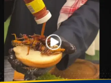 برغر الجراد في السعودية.. وجبة "غريبة" تُثير الجدل على مواقع التواصل الاجتماعي (فيديو) - وكالة ستيب نيوز