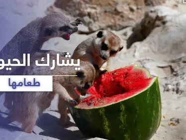 بالفيديو || مدرس صيني يأكل مع الحيوانات طعامها المفضل - وكالة ستيب نيوز