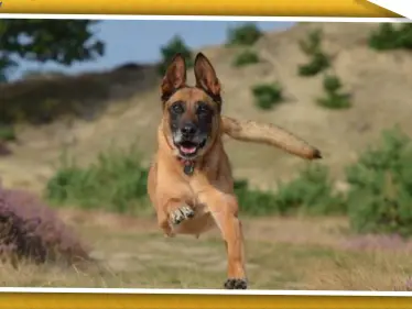 إقبال شديد على اقتناء كلاب من فصيلة "قاتل البغدادي" والخبراء يحذرون - وكالة ستيب نيوز