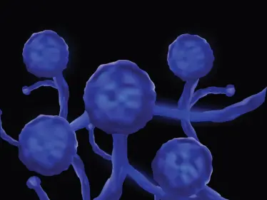 دولة خليجية تعلن عن 3 حالات مؤكدة لـ "الفطر الأسود" عند مرضى بكورونا - وكالة ستيب نيوز