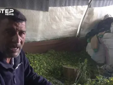 العمل في الأعشاب مهنة تساعد أهالي مخيمات خربة الجوز في ريف جسر الشغور لتأمين لقمة العيش - وكالة ستيب نيوز