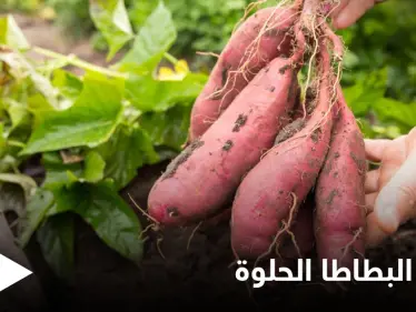 أبرز فوائد البطاطا الحلوة للمفاصل وعلاج الالتهابات - وكالة ستيب نيوز