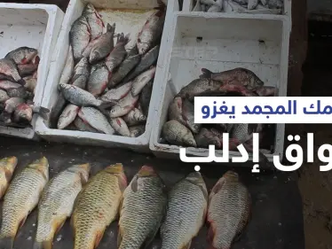 الأسماك المجمدة تغزو أسواق محافظة إدلب تماشياً مع حالة الفقر في المنطقة - وكالة ستيب نيوز