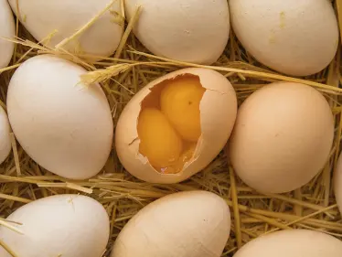 تفسير حلم البيض للعزباء والمتزوجة للشيخ النابلسي ... بشرة خير كبيرة - وكالة ستيب نيوز