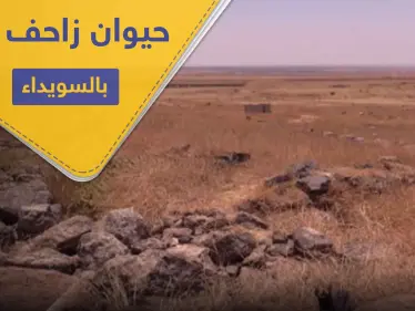 بالصور ظهور حيوان زاحف ضخم في بادية السويداء لأول مرة - وكالة ستيب نيوز