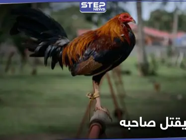 انقلب السحر على الساحر.. ديك مصارعة يقتل صاحبه طعناً بالهند والشرطة تتحفظ عليه بمركزها - وكالة ستيب نيوز