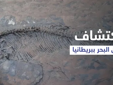 اكتشاف هيكل عظمي كامل لـ"تنين البحر" عمره نحو 180 مليون سنة - وكالة ستيب نيوز